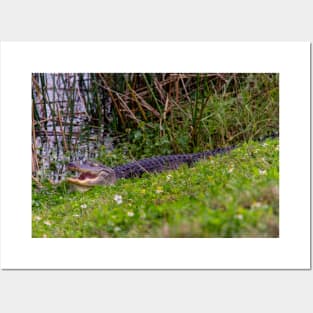 Alligator at Viera Wetlands Florida Posters and Art